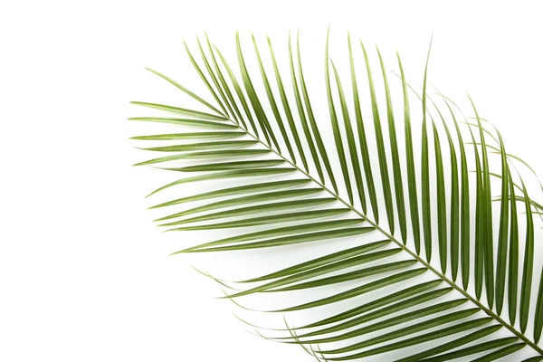 Beyaz arkaplanda yeşil palmiye yaprağı
