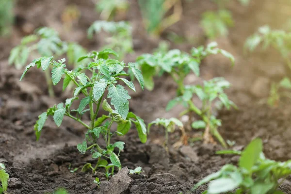 Bahçedeki yeşil domates bitkileri