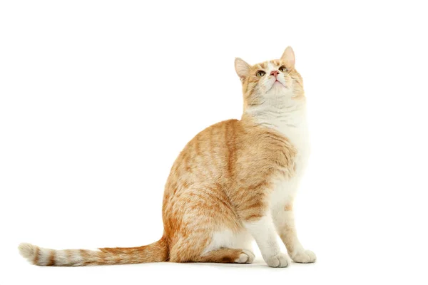 Імбирний Кіт Ізольований Білому Тлі — стокове фото