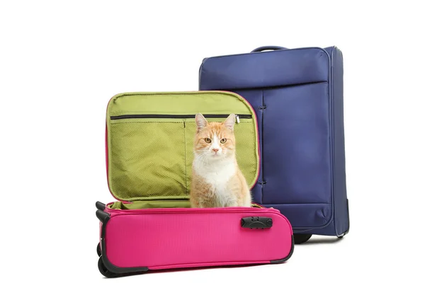 고양이 바탕에 분홍색 가방에 — 스톡 사진