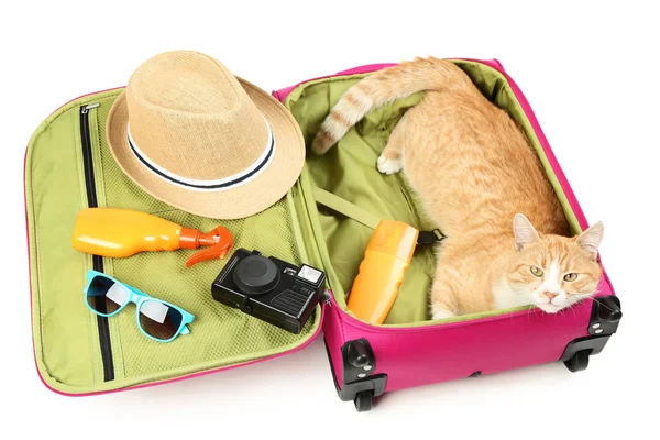 Ginger Cat Lying Pink Suitcase White Background — Stock Photo, Image