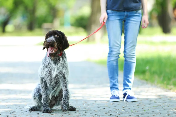 Kvinnan Promenader Med Vorsteh Hund Parken — Stockfoto