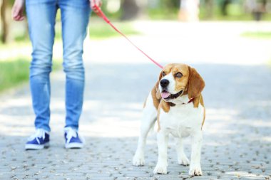 Parkta beagle köpek ile yürüyen kadın