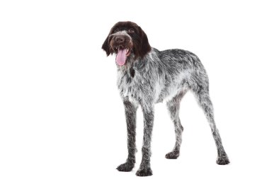 Beyaz arka plan üzerinde izole Alman işaretçi köpek