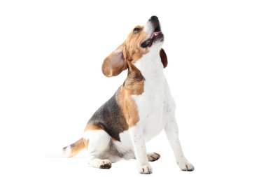 Beyaz arka planda izole edilmiş av köpeği.