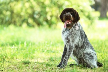 Alman işaretçi köpek parkta