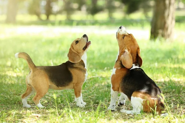 Beagle Perros Jugando Parque — Foto de Stock