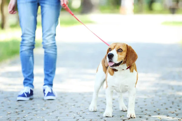 Donna Che Cammina Con Cane Beagle Nel Parco — Foto Stock
