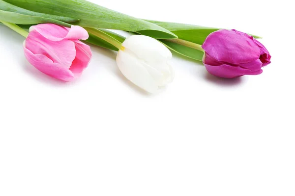 Bukiet Tulipanów Izolowanych Białym Tle — Zdjęcie stockowe
