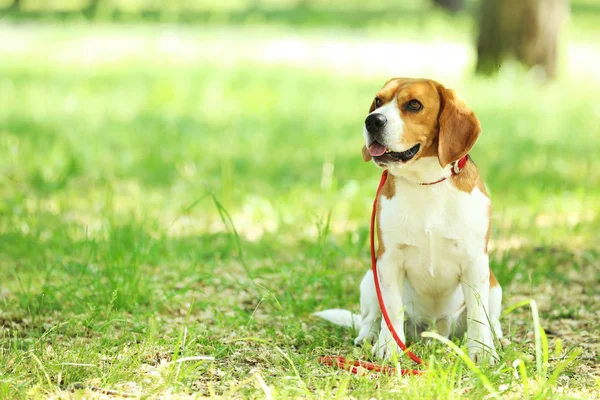 Cão Beagle Com Coleira Sentado Parque — Fotografia de Stock