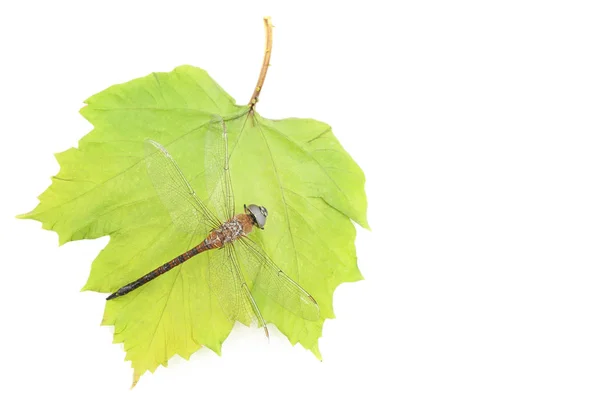 Gedroogde Dragonfly Met Groen Blad Geïsoleerd Wit — Stockfoto