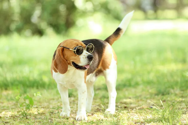 Beagle Dog Sunglasses Standing Park — Stock Photo, Image