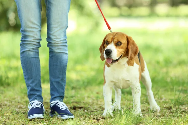 Mujer Caminando Con Perro Beagle Parque —  Fotos de Stock