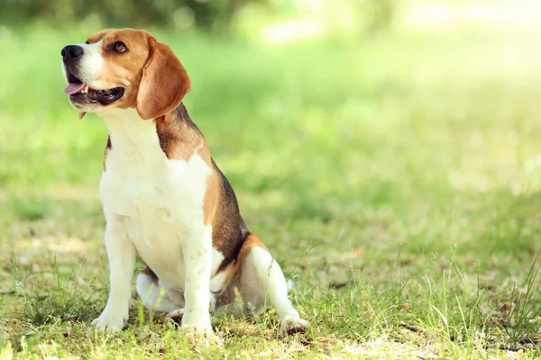 Chien Beagle Dans Parc — Photo