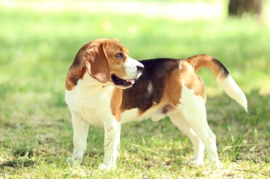 Beagle köpek gündüz Park