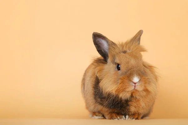 Conejo Marrón Sobre Fondo Beige — Foto de Stock