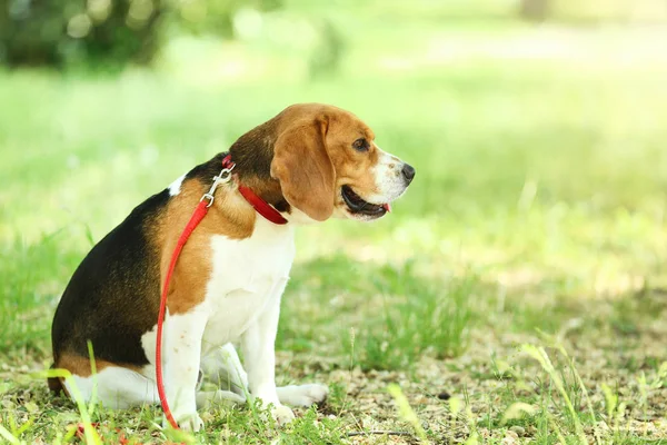 Beagle köpek gündüz Park