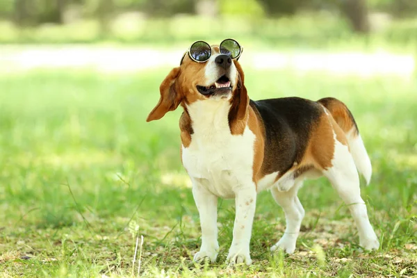 Perro Beagle Con Gafas Sol Pie Parque — Foto de Stock