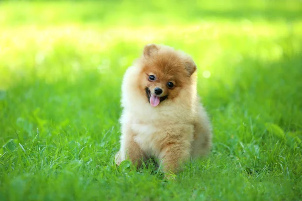 昼間緑の芝生に座っているポメラニアン犬 — ストック写真