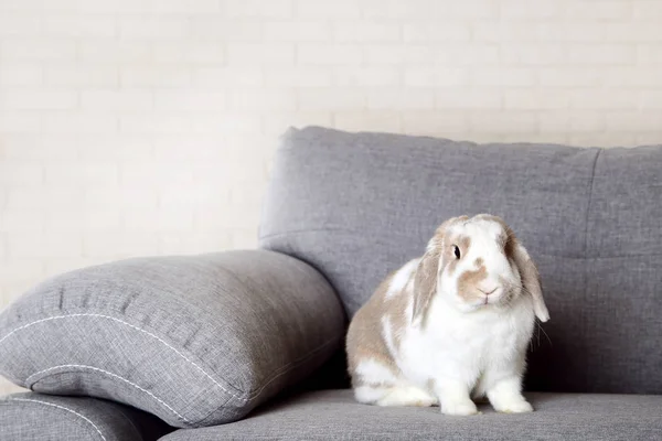 Conejo Colorido Sentado Sofá Gris — Foto de Stock