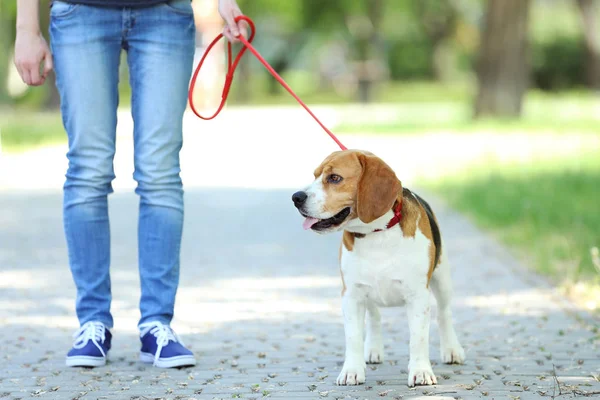 Parkta beagle köpek ile yürüyen kadın