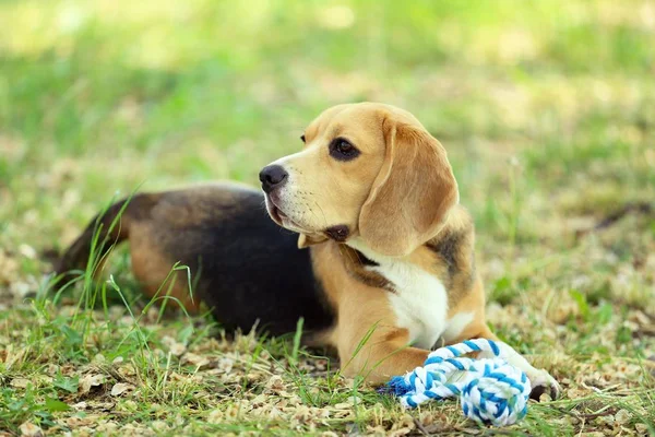 Beagle köpek parkta oyuncak ile