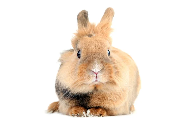 从白色背景分离出来的棕色兔子 — 图库照片