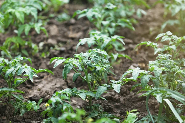 Yeşil domates bitki bahçe içinde satırları