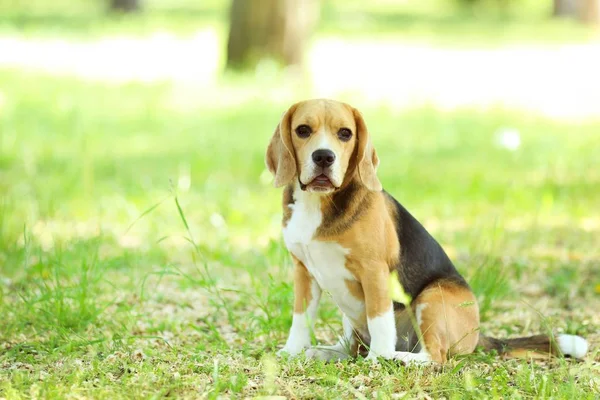 Beagle Perro Parque Durante Día —  Fotos de Stock
