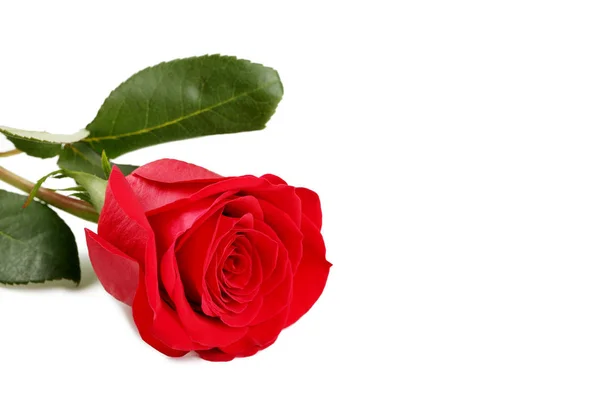Červená Růže Izolované Bílém Pozadí — Stock fotografie