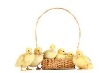 Sepette beyaz arka plan üzerinde küçük sarı ördek yavrusu