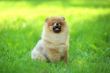 Pomeranian köpek yeşil çim oturan