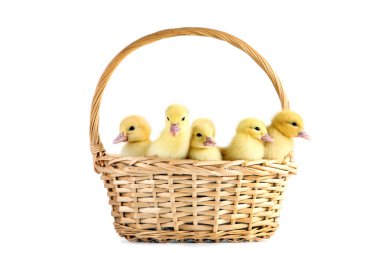 Sepette beyaz arka plan üzerinde küçük sarı ördek yavrusu