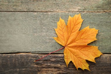 Kuru akçaağaç yaprağı gri ahşap tablo