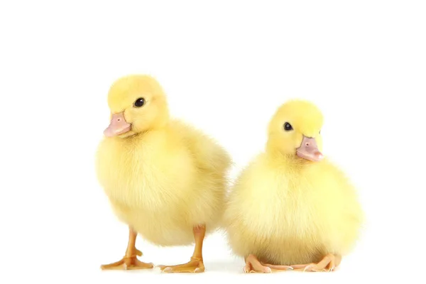 바탕에 노란색 Ducklings — 스톡 사진