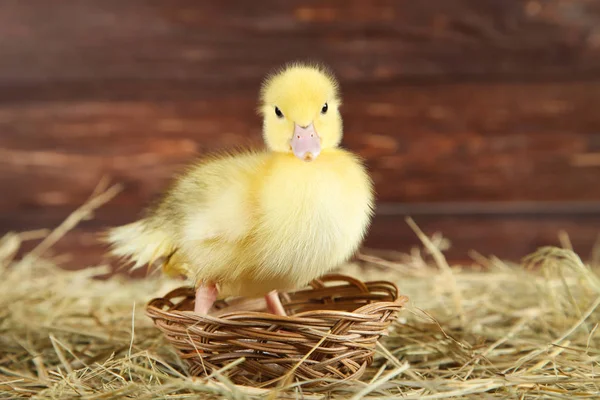 Petit Canard Jaune Dans Panier Sur Foin — Photo