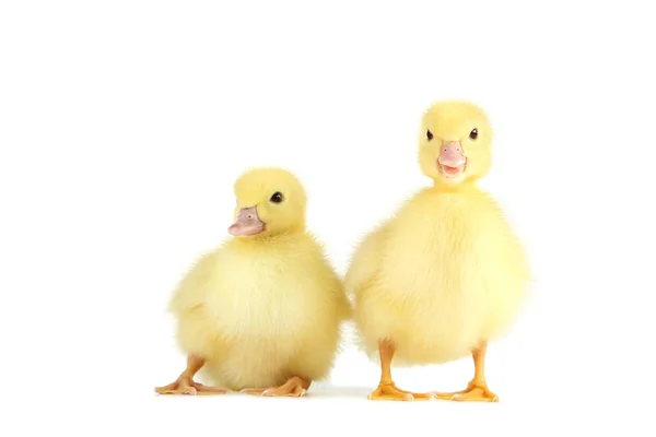 Petits Canetons Jaunes Sur Fond Blanc — Photo