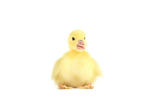 Pequeño Patito Amarillo Sobre Fondo Blanco —  Fotos de Stock