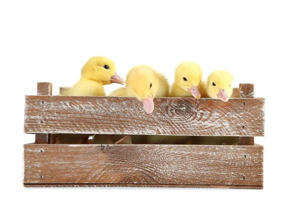 Pequeños Patitos Amarillos Caja Sobre Fondo Blanco —  Fotos de Stock