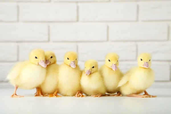 Pequeños Patitos Amarillos Sobre Fondo Pared Ladrillo — Foto de Stock