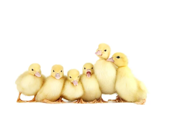 Petits Canetons Jaunes Sur Fond Blanc — Photo