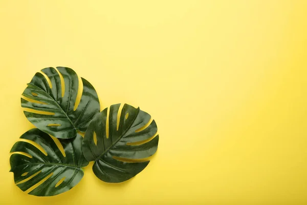 Monstera Hojas Verdes Sobre Fondo Amarillo — Foto de Stock