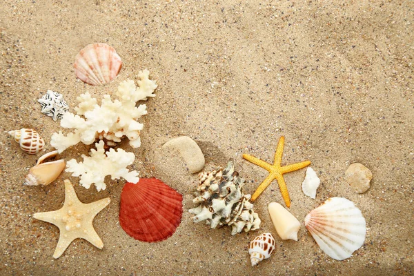 Conchiglie Stelle Marine Sulla Sabbia Della Spiaggia — Foto Stock