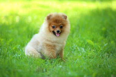 Pomeranian köpek yeşil çim oturan