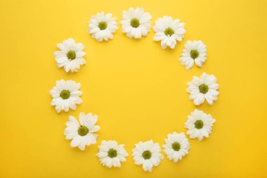Beyaz kasımpatı çiçekleri sarı arka plan üzerinde daire şeklinde