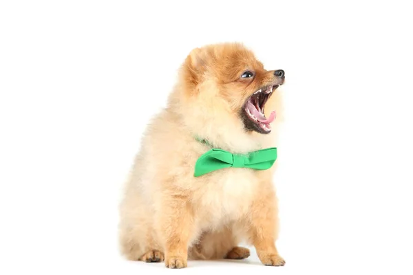 Perro Pomerano Con Pajarita Aislada Sobre Fondo Blanco — Foto de Stock