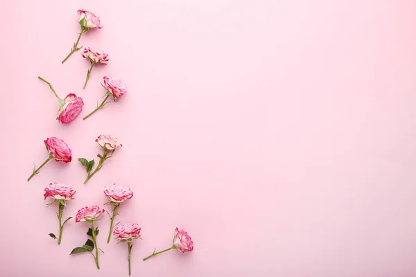 Beautiful Rose Flowers Pink Background — Stock Photo, Image