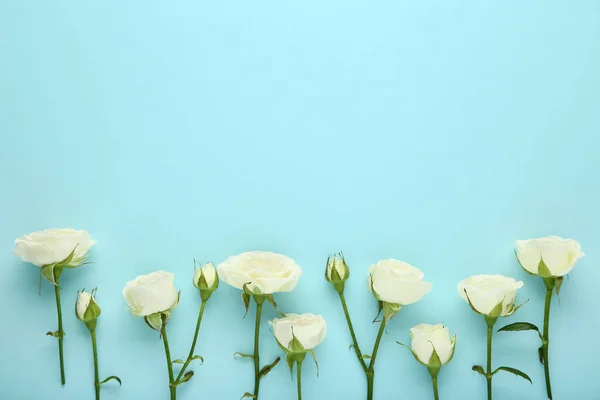 Beautiful White Rose Flowers Blue Background — Stock Photo, Image