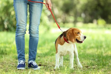 Parkta beagle köpek ile yürüyen kadın
