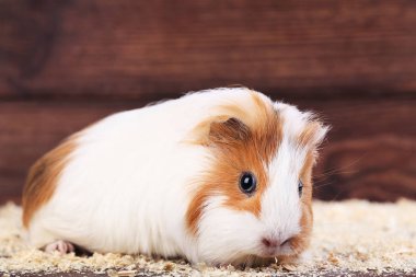 Eskiden şiling şimdi domuz kahverengi zemin üzerinde talaş ile